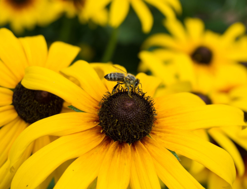 Alergias de primavera: quais os sintomas e como prevenir este incómodo segundo uma especialista